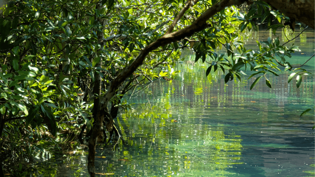 Paisagem natural com água cristalina e vegetação na primavera perto de Torres Novas
